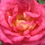 Czerwono - żółty - Róża wielkokwiatowa - Hybrid Tea - Rebecca®